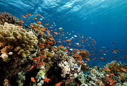Fototapeta Koralový útes